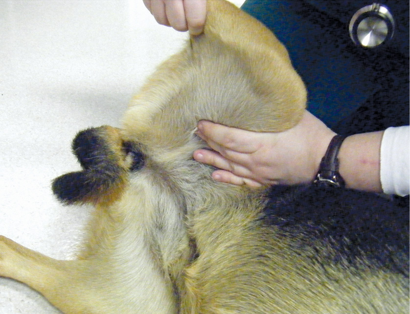 View of person finding pulse on the back legs of a dog