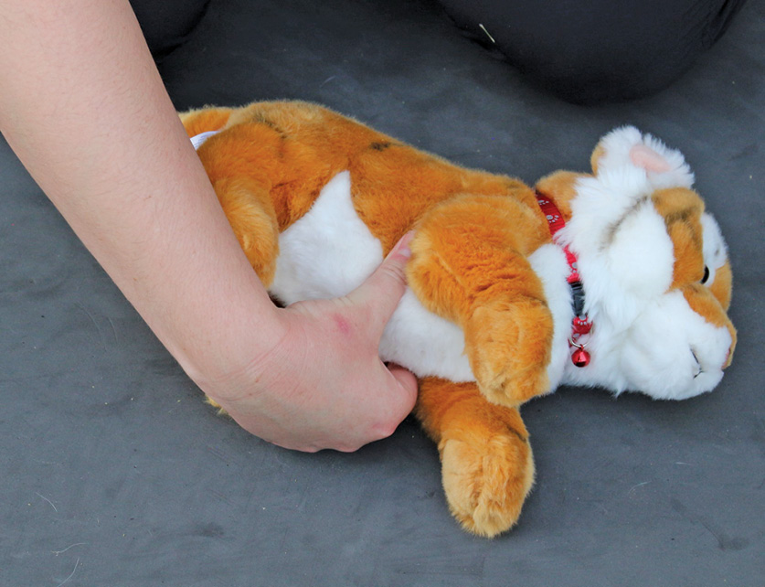 using a stuffed animal cat to demonstrate finding a heart rate