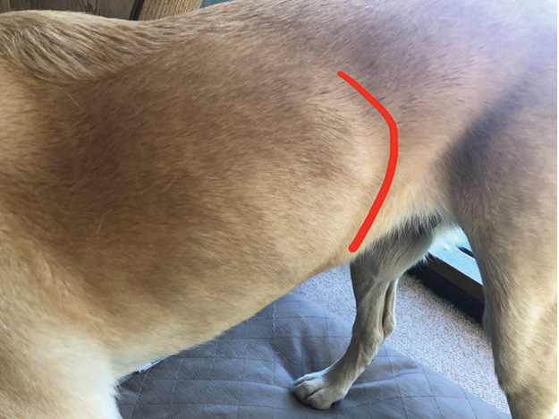 Red line on dog showing where breathing should happen