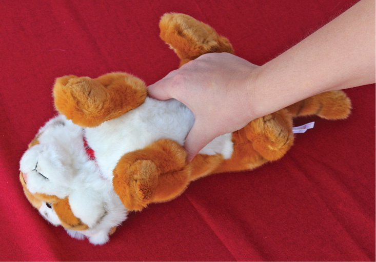 Demonstrating cpr on stuffed cat