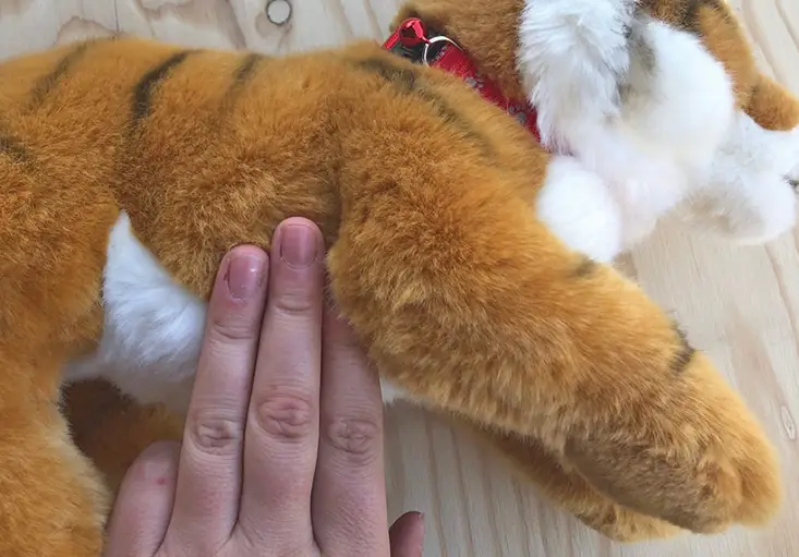 Checking for pulse on stuffed cat