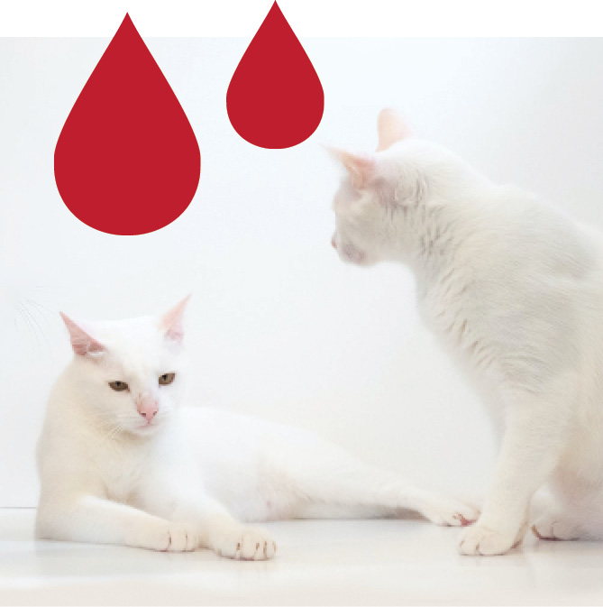 Two white cats with drops of blood