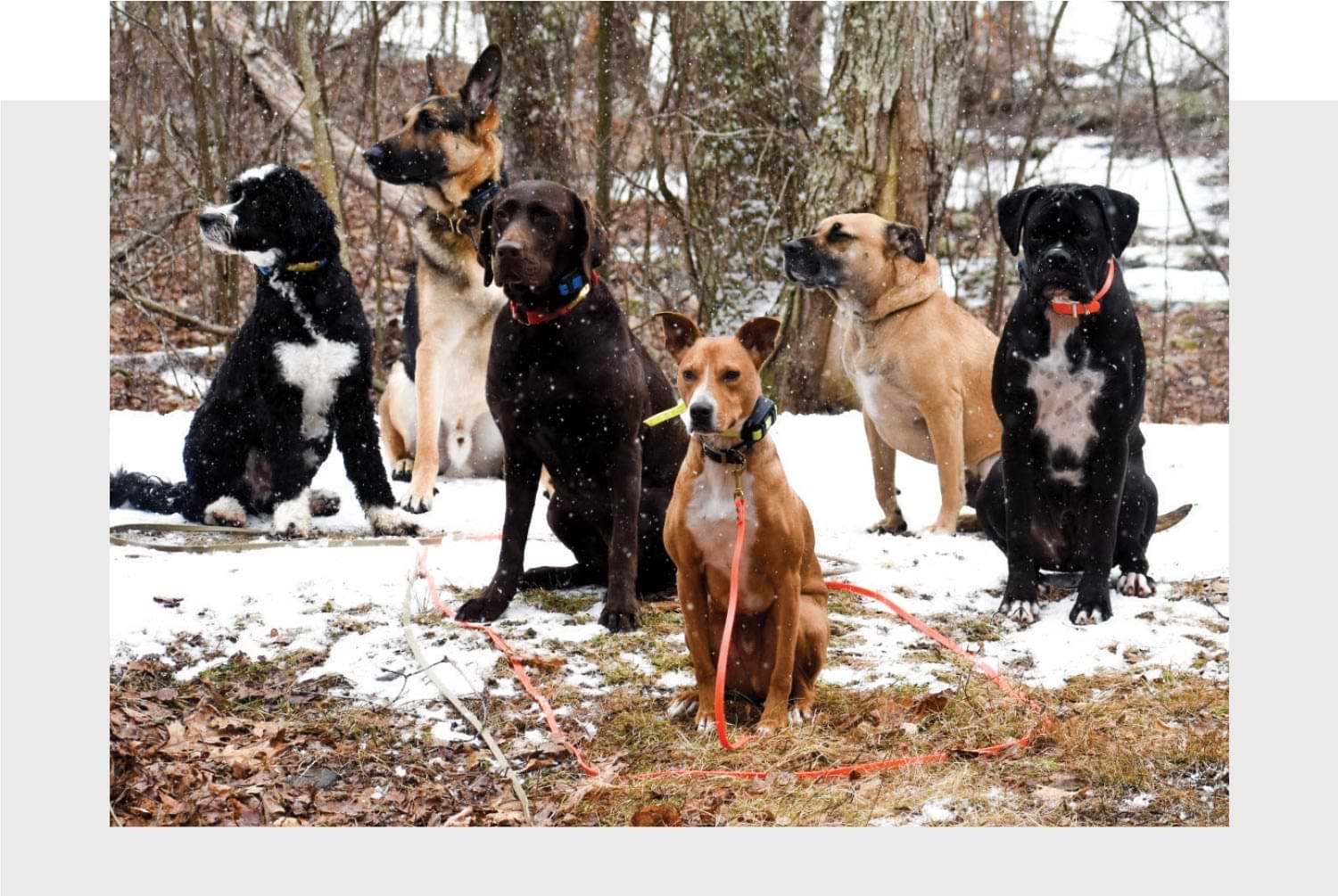 six large dogs of various breeds sit obediently together in the snow