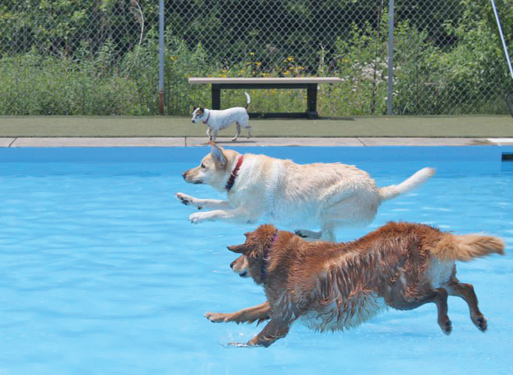 two dogs jumping into a swimming pool while another dog watches them