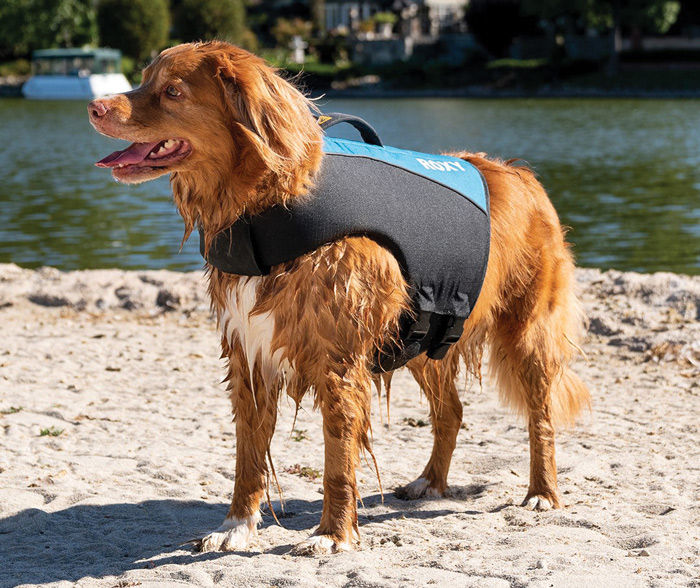 dog wearing a K9 Dog Life Jacket