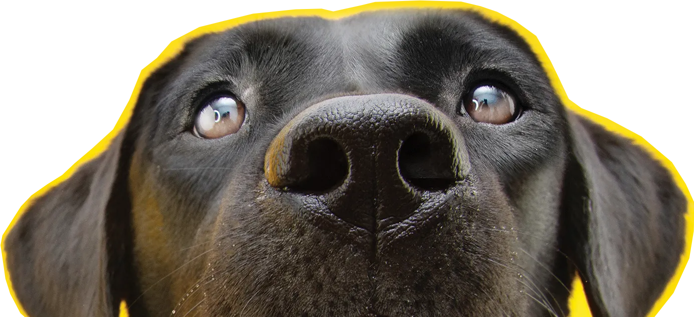 Face of black dog on yellow background looking upwards