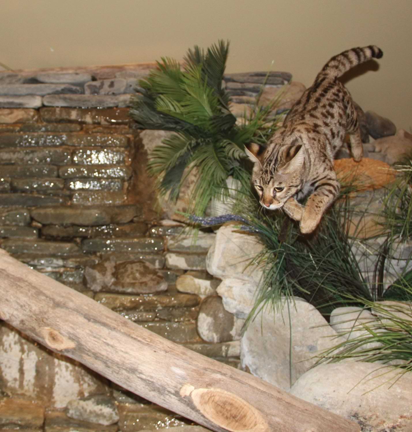 a cat in mid jump over an indoor fountain dressed with plants and logs