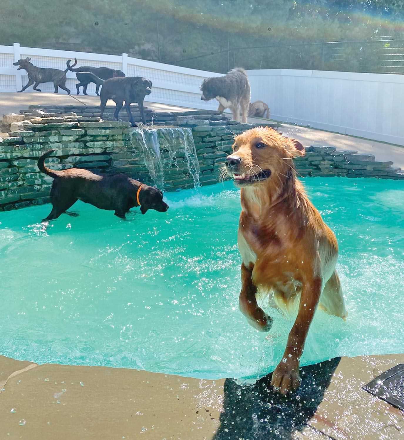 a dog emerges from a large pool while other dogs play in the background