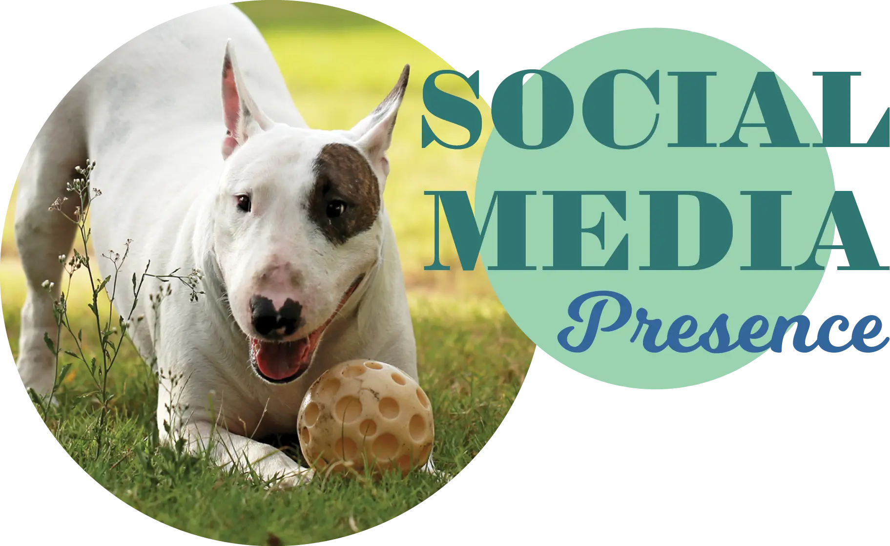 Social Media Presence with dog