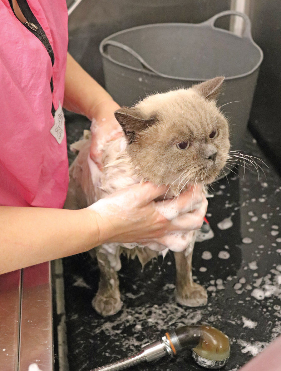 grey cat being bathed