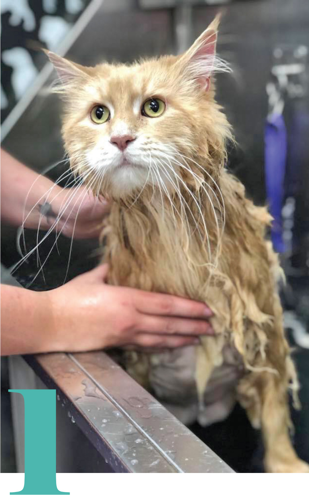 orange and white cat being bathed
