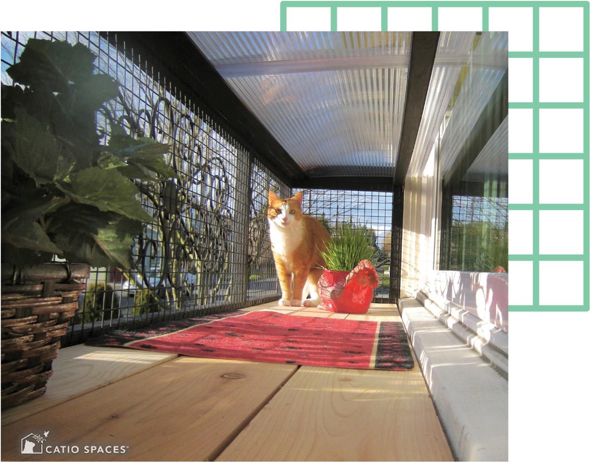 an orange cat at the end of a "catio" walkway decorated with a rug and potted plants