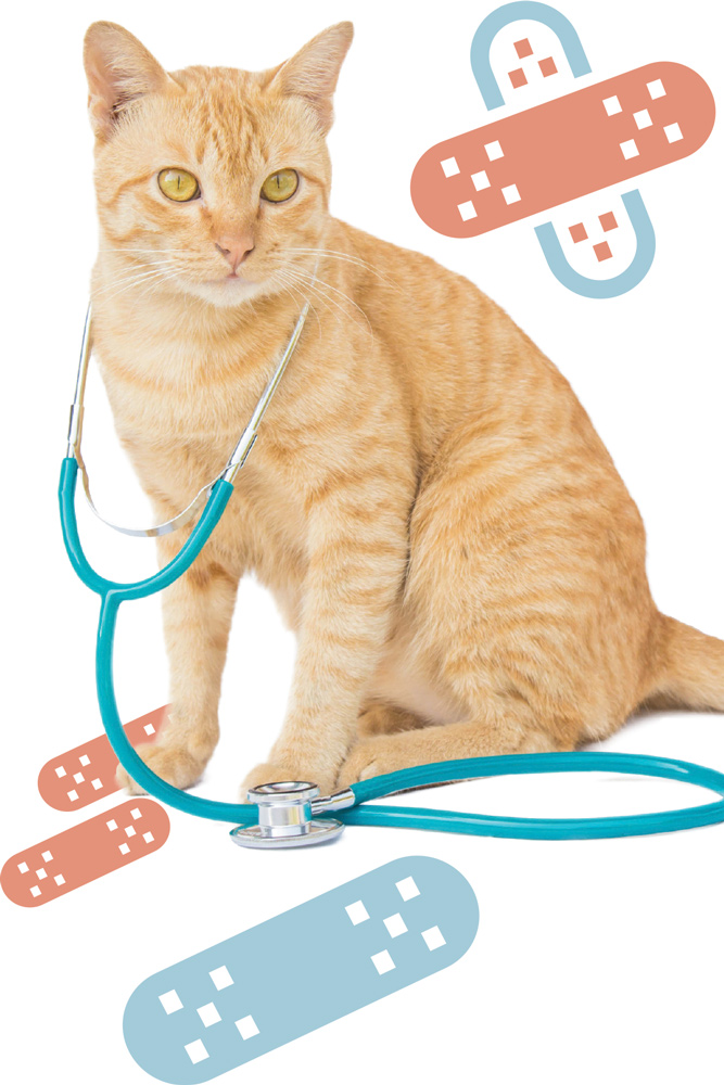 orange tabby cat wearing stethoscope with illustrated band aids around