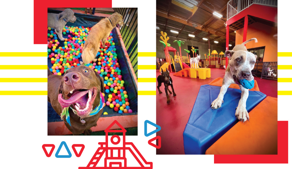 dogs playing in ball pits and indoor play pens