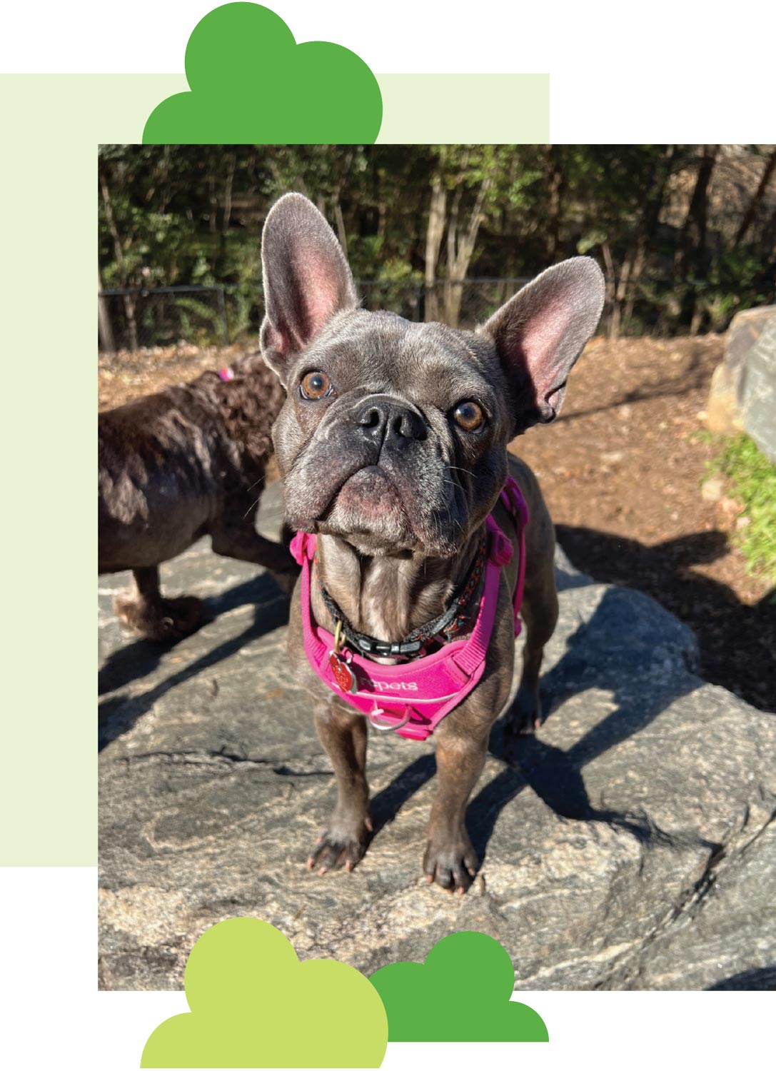 close view of a brown and gray French bulldog wearing a pink harness standing on a boulder on a sunny day