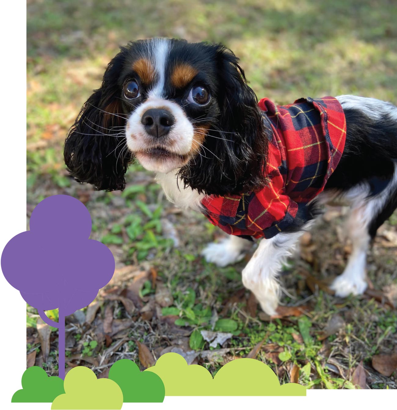close view of a white, black and brown Cavalier King Charles Spaniel wearing a red plaid shirt and standing in grass