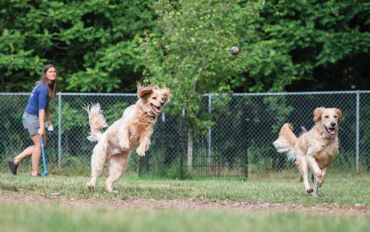 Jackie plays fetch with two grown Golden Retrievers in a large gated yard