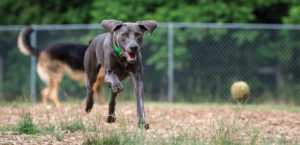 a large grey dog runs after a tennis ball in a large gated yard