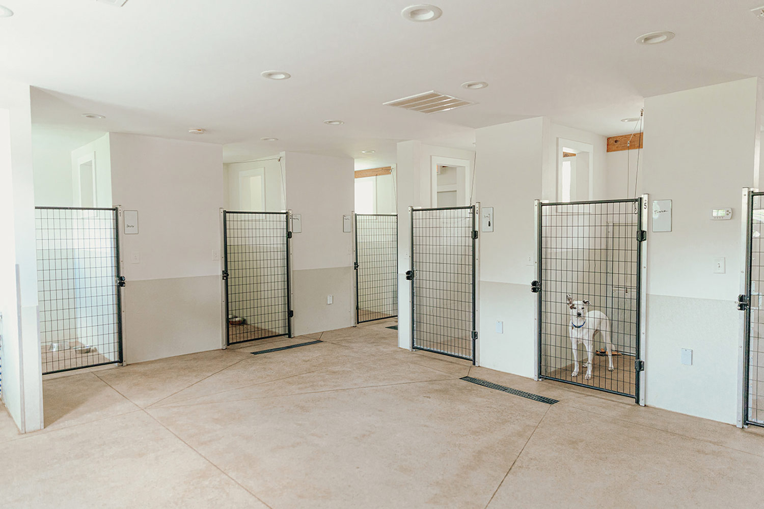 wide view of the Nature of the Dog kennel with a very minimalist interior design and layout, a single dog looks out from behind one of the kennel gates