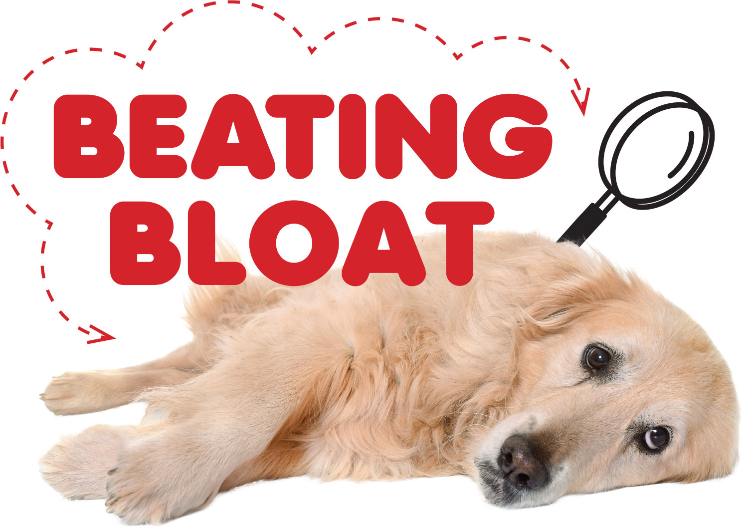 Beating Bloat with golden retriever laying down