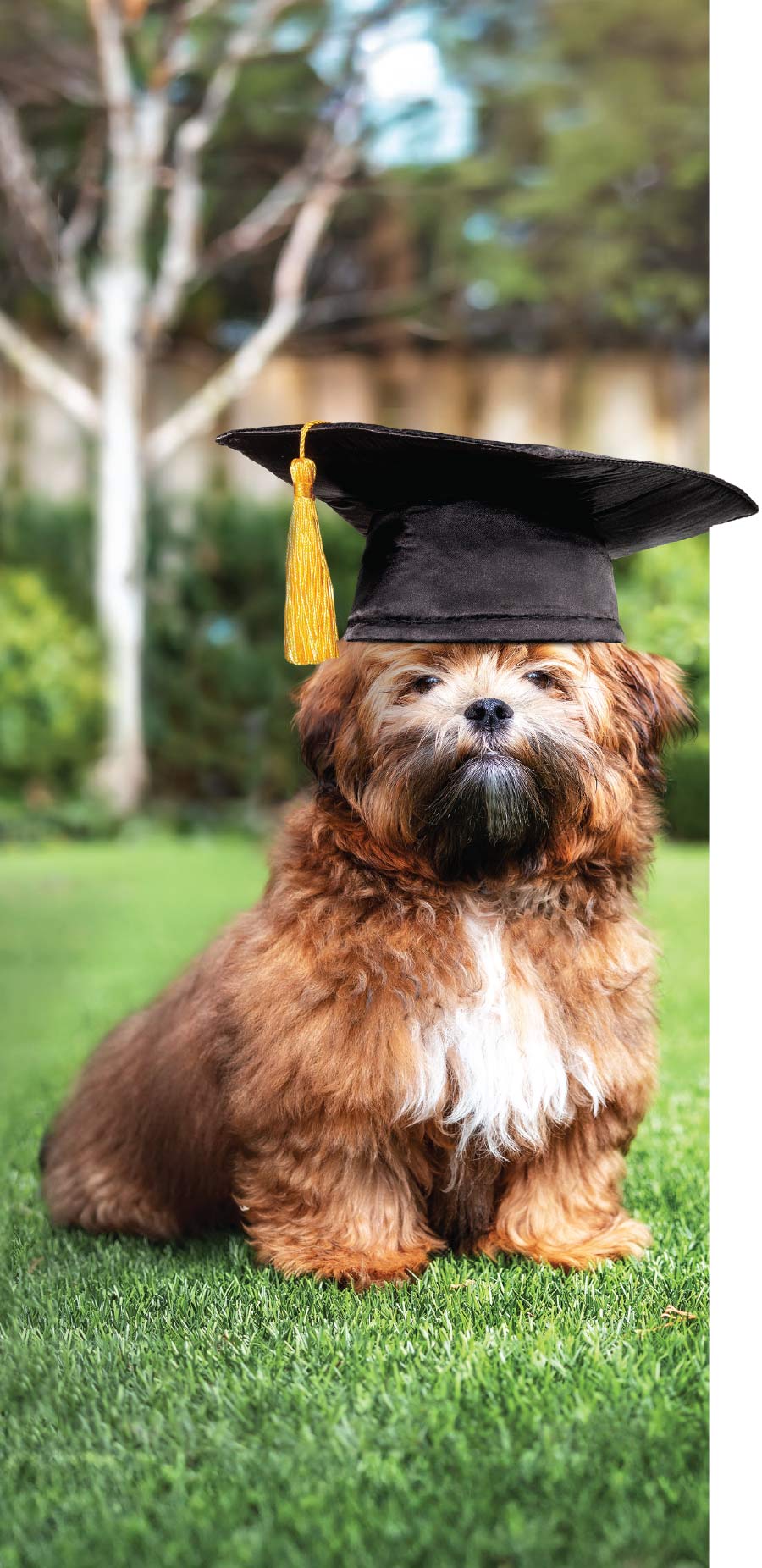 small brown dog wearing graduation cap