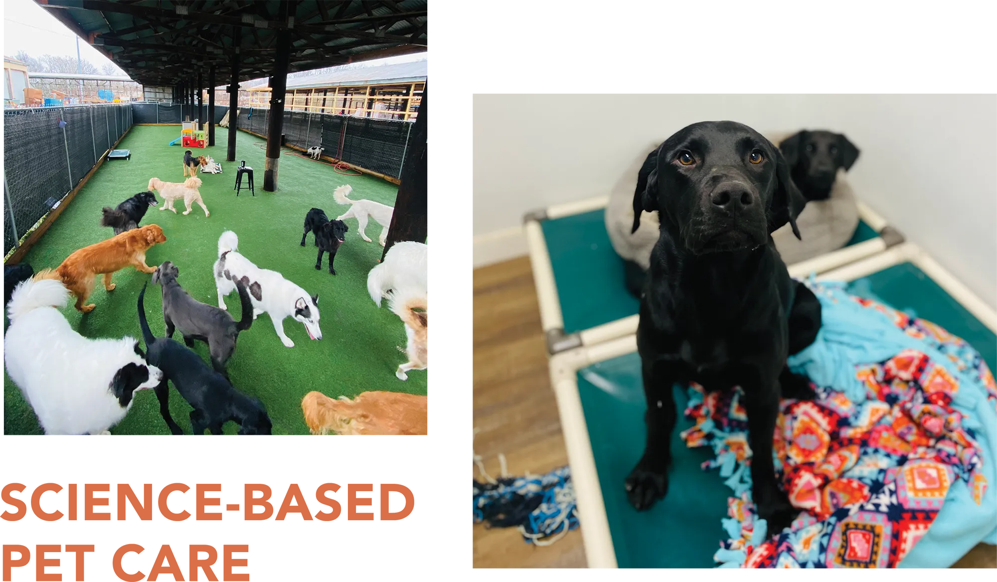 Science-Based Pet Care typography; group of dogs at a daycare; two black dogs on dog beds and blankets