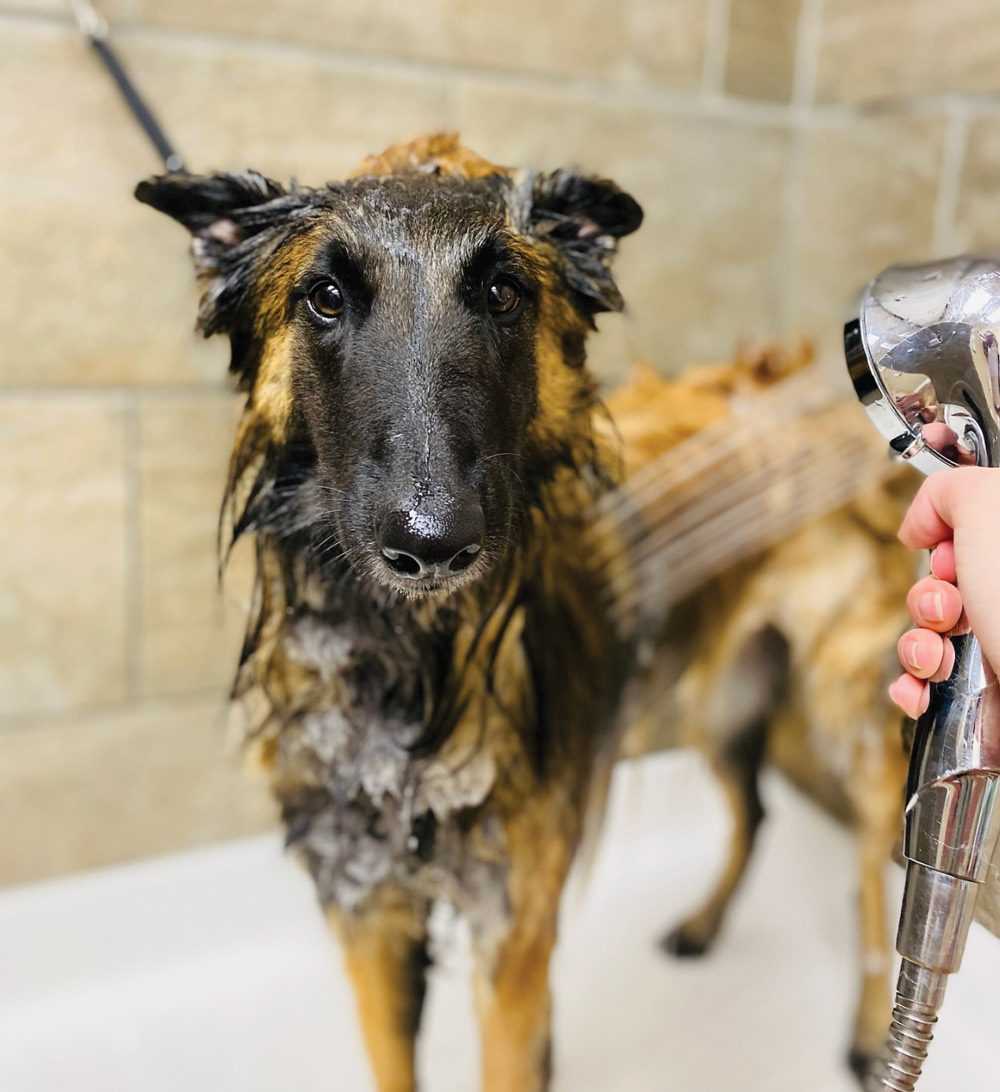 dog being given a bath and sprayed down with a shower head