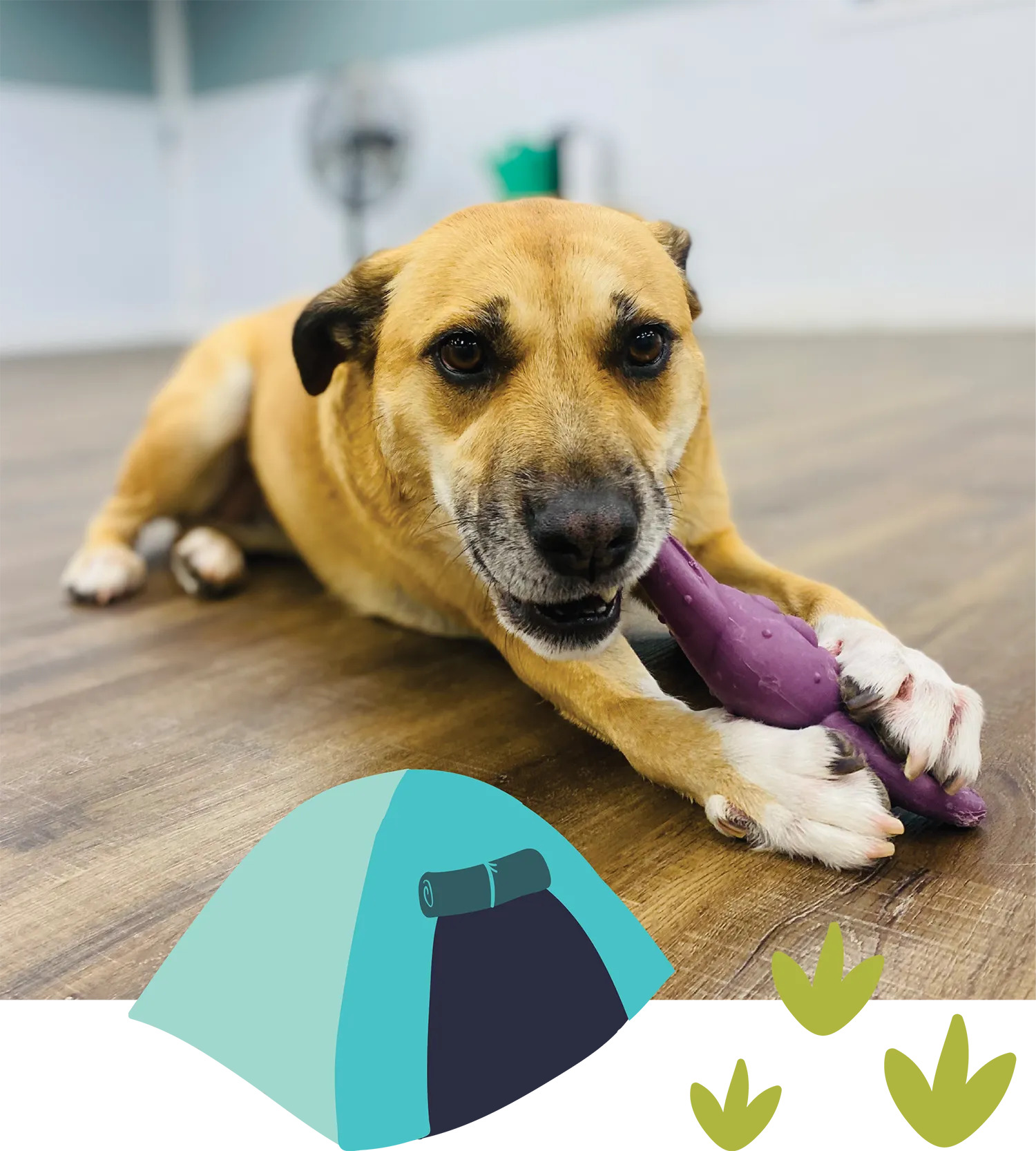 dog chewing on a toy; clipart tent and plants