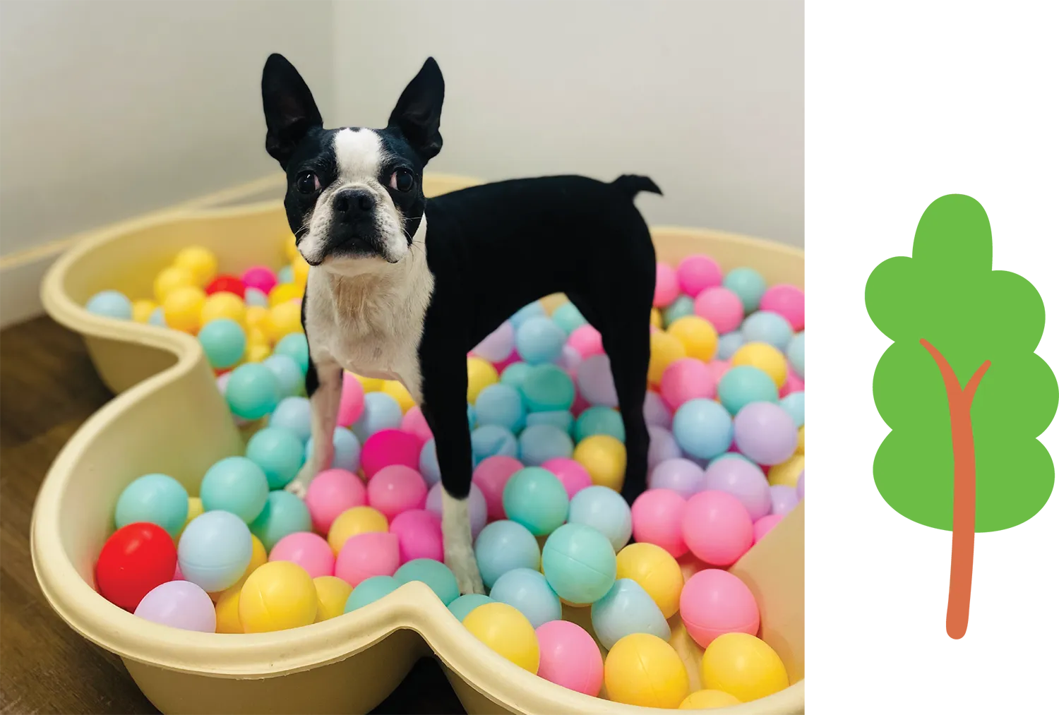 dog standing in a ball pit