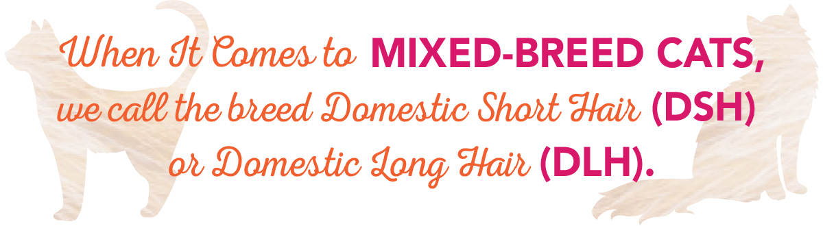 When it comes to mixed-breed cats, we call the breed domestic short har (DSH) or domestic long hair (DLH)