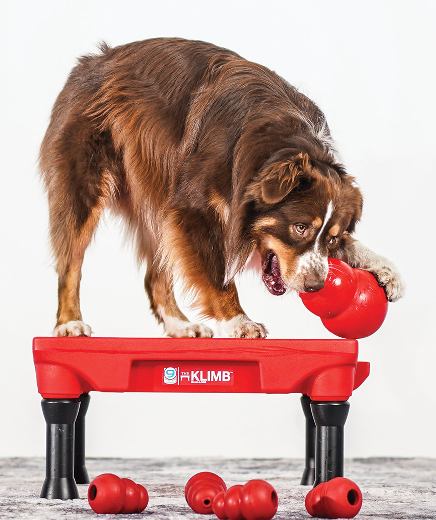 Close-up portrait photograph view of the red-colored Limited Edition KONG x KLIMB Dog Training Platform as a dog is pictured on top of the platform chewing on a medium-sized red circular edge sphere object while there are other smaller, tiny red circular edge sphere objects spread out on the floor