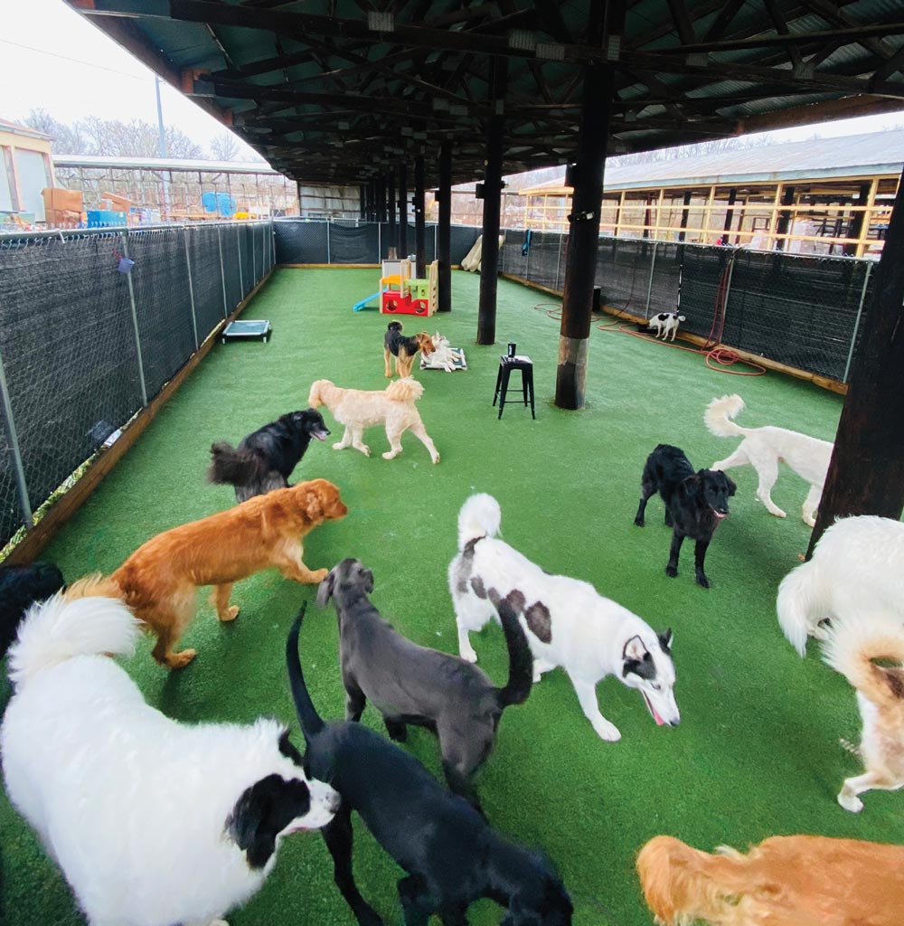 group of dogs at a daycare
