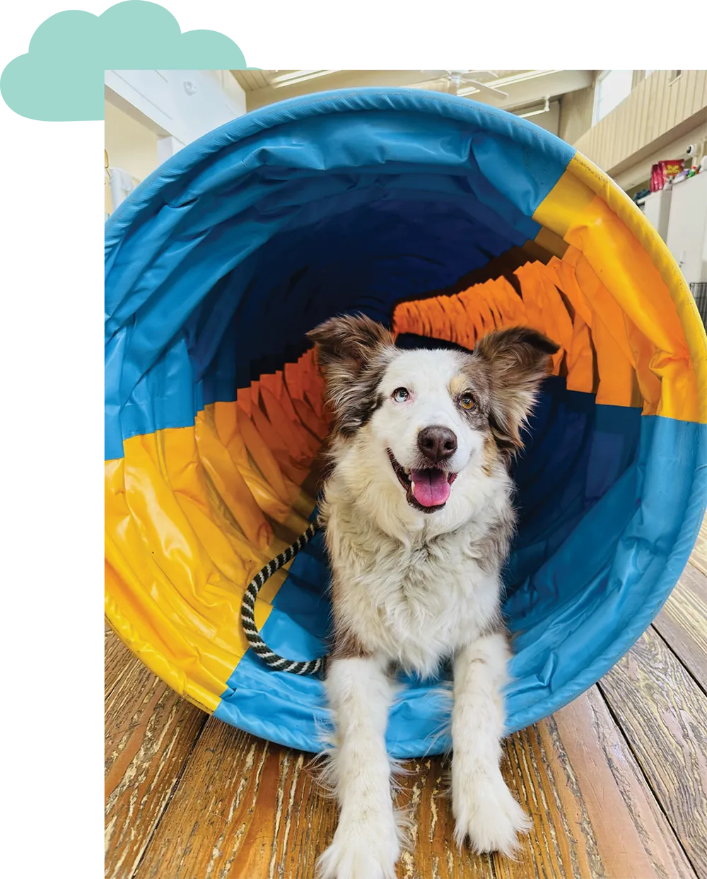 dog in a blue and yellow tunnel