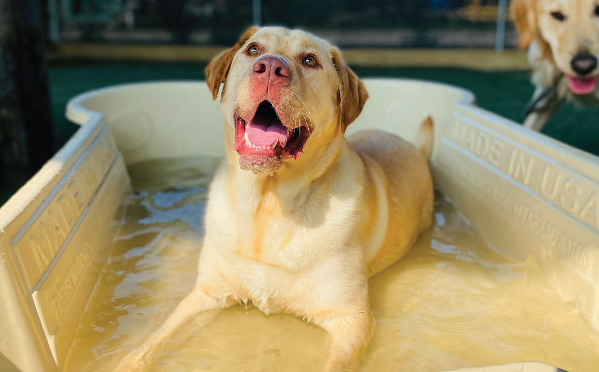 low angle close up of a blonde large breed dog looks up while laying in a bone shaped dog pool