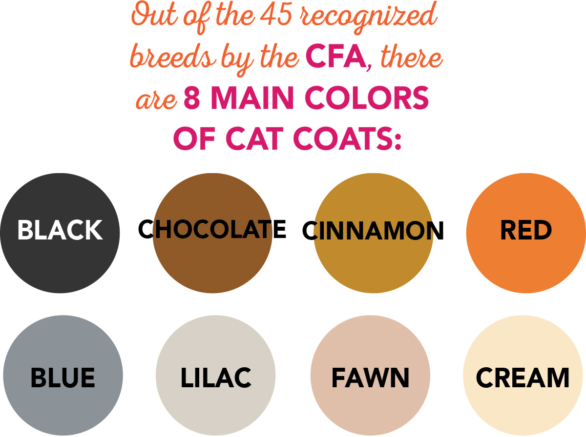 Out of the 45 recognized breeds by the CFA, there are 8 MAIN COLORS OF CAT COATS text with colors of cat coats