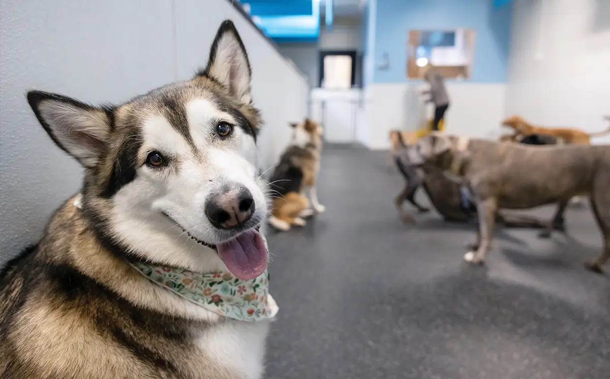 close up of a husky sitting while at the Wag Days Philly boarding facility