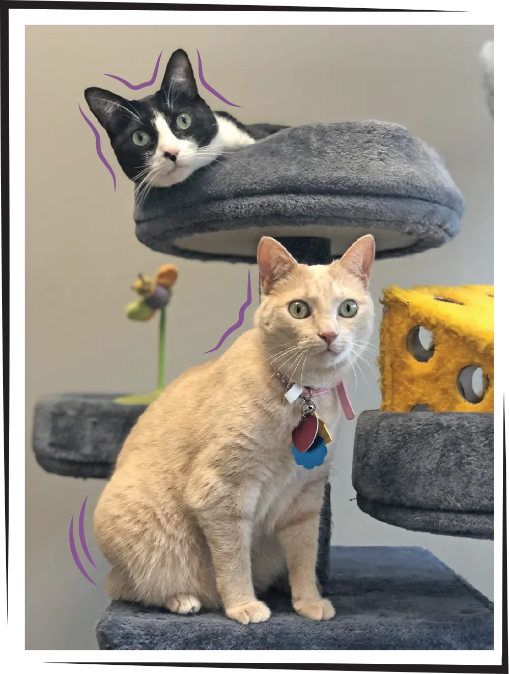 black and white cat and ginger cat in a cat tree