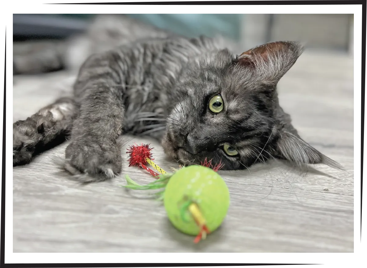 gray cat lying on the ground and playing with a cat toy