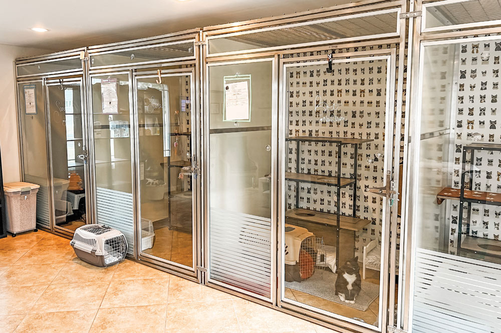 cats behind sliding glass doors at a facility