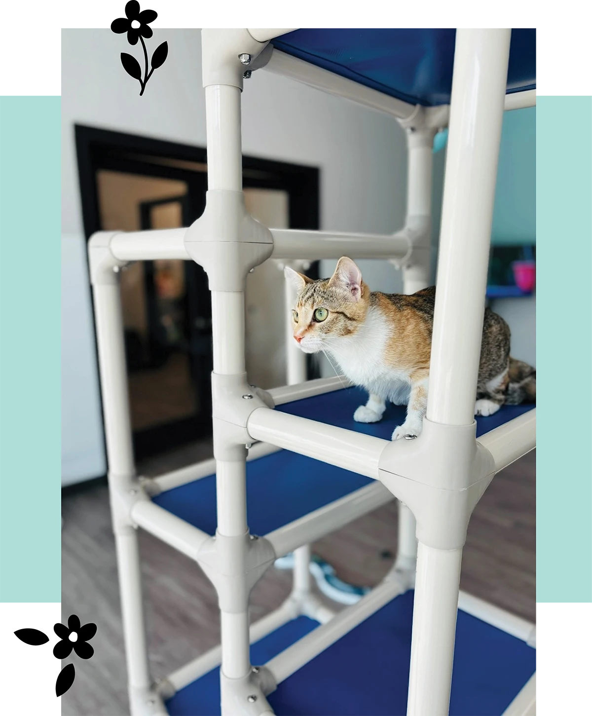 small cat perched on a beige and blue cat tower