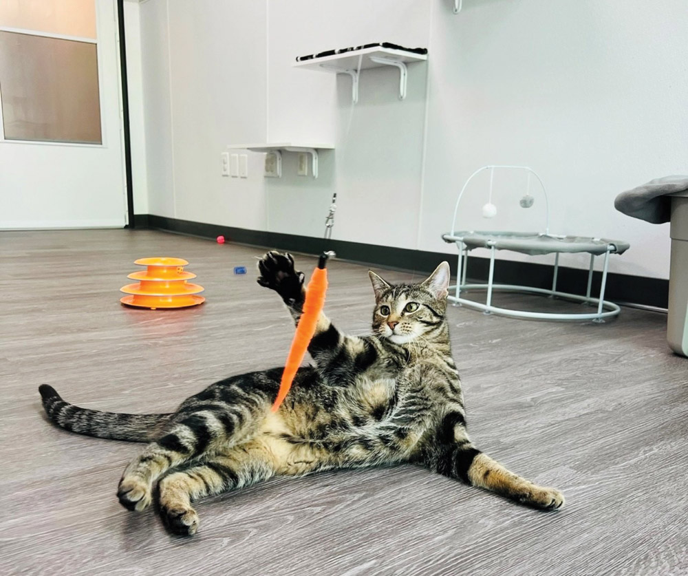 cat playing with a feather toy