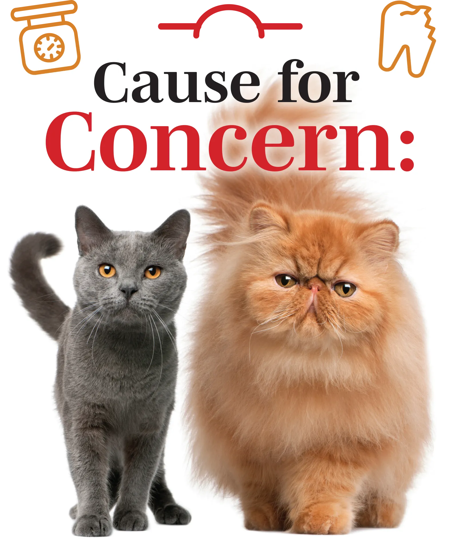 cause for concern typography; A grey and orange cat standing side by side, showcasing their distinct fur patterns