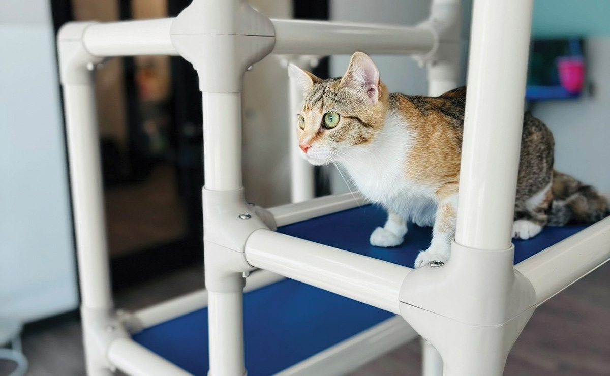 a cat on a stand at the Purr Life Luxury Cat Resort & Grooming