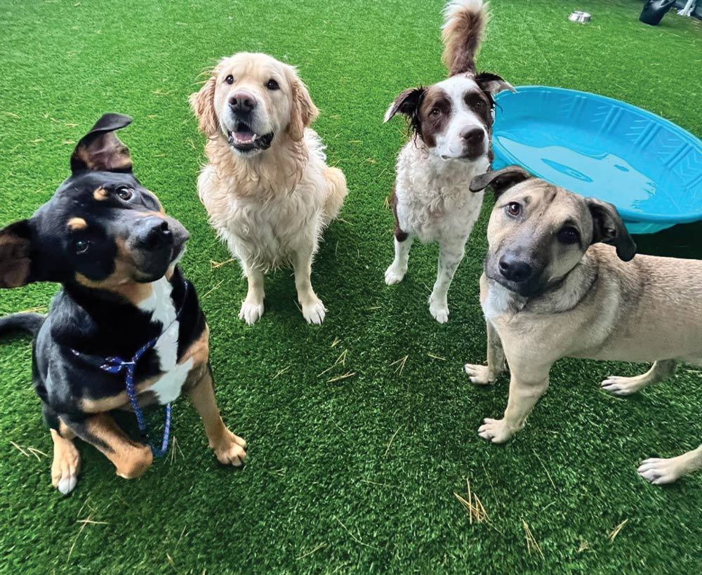 Four dogs on a grassy surface, with a blue kiddie pool in the background.