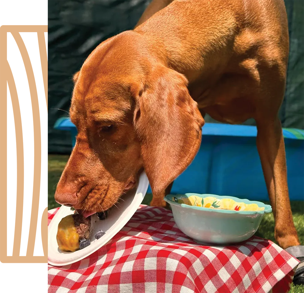 A brown dog licking a paper plate on a red checkered tablecloth outdoors, with a patterned bowl beside it.