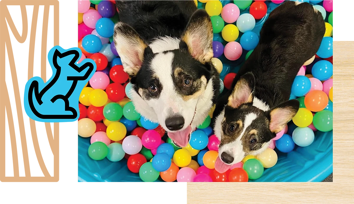 Two corgi dogs in a pool of colorful plastic balls.