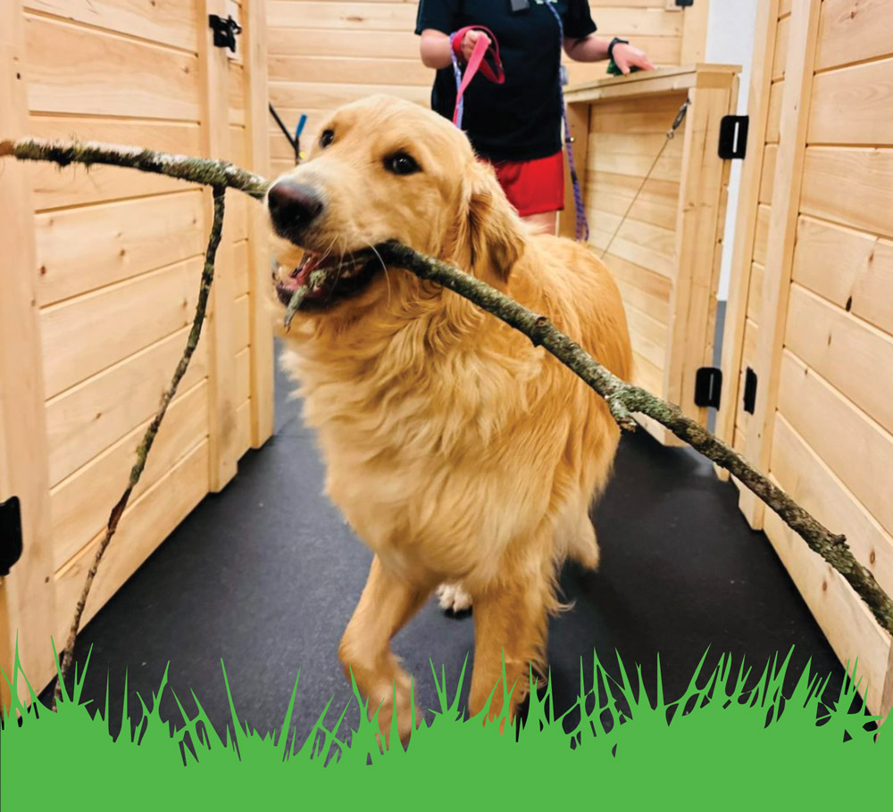 Golden retriever carrying a large branch through a wooden gate, with a person holding the leash in the background.