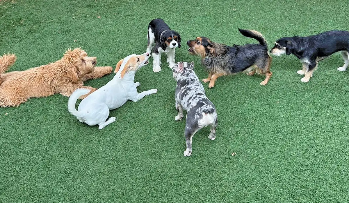 imagery of dogs barking at each other in a yard setting