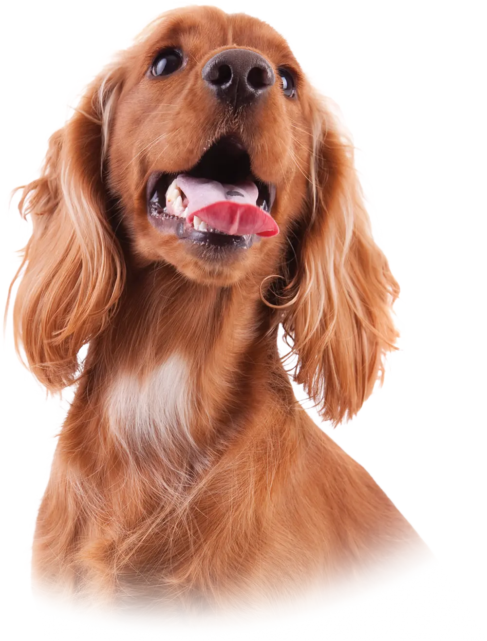 brown English Cocker Spaniel with its head cocked upward and its tongue sticking out