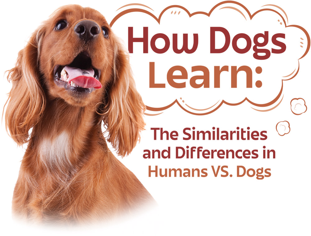 brown English Cocker Spaniel with its head cocked upward and its tongue sticking out beside typography that reads: “How Dogs Learn: The Similarities and Differences in Humans vs. Dogs”